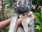 Lion Pomeranian Puppy