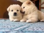Lion Pomeranian puppy Sale