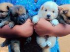 Lion Pomeranian Puppys