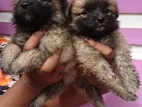 Lion Pomeranian Puppies