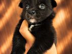 Lion Pomeranian Puppies