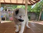 Lion Pomeranian Puppies