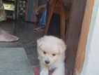 Lion Pomeranian Puppies