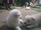 Lion Pomeranian Puppies