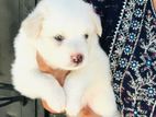 Lion Pomeranian Puppy’s
