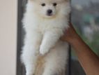 Lion Pomeranian Puppies