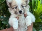 Lion Pomeranian Puppy’s