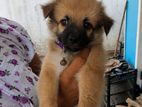 Lion pomeranian sale