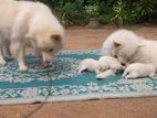 Lion Pomeranian Puppies