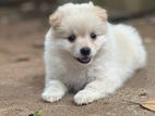 Lion Shepherd Dog