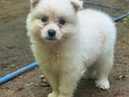 Lion Pomeranian