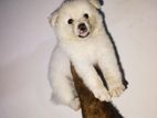 Lion Pomeranion Puppy