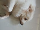 Lion Pomerarian for Crossing