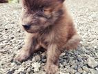 Lion Pomerarian Puppy
