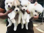 Lion Pomeranian Puppies