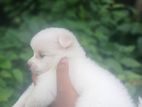 Lion Pomeranian Puppies