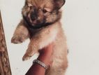 Lion Pomeranian Dog