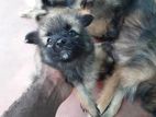 Lion Pomerian Dog