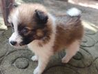 Lion Pomeranian Puppy