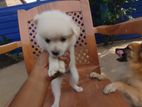 lion pomerian