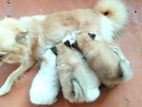 Lion Pomenarian Puppies