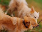 Lion Pomerian Puppies