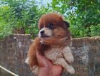 Lion Pomerian Dog