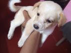 Lion Pomeranion Puppy