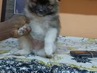 Lion Pomeranian Puppy