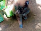 Lion pomerian