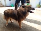 Lion Pomerian