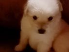 Lion Pomeranian Puppy
