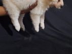 Lion Pomeranian Puppies
