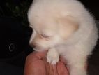 Lion Pomeranian Puppies