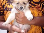 Lion Pomeranian Puppies