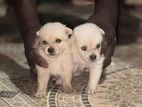 Lion Pomeranain Puppies