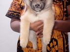 Lion pomerian puppies
