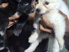 Lion Pomerian Puppy