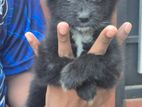 Lion Pomeranian Puppies