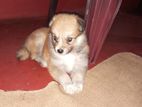 Lion Pomerian Puppy