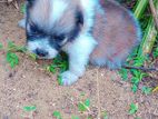 Lion Pomeranian Puppy