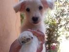 Lion Pomerigan Dog