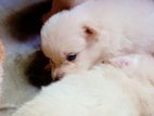 Lion Pomeranian Puppy