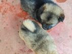 lion pomerion puppies