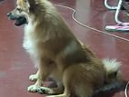 Lion Pomeranian Dogs