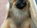 Lion pomernarian dogs