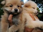 Lion Pomernarian Puppies