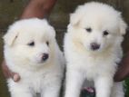 Lion Pomernarian Puppies