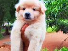 Lion Pomernarian Puppies