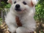 Lion Pomernarian Puppies